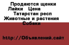 Продаются щенки Лайки › Цена ­ 5 000 - Татарстан респ. Животные и растения » Собаки   